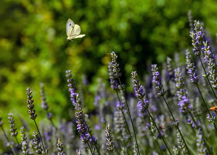 Casasco - By Myhomeincomo