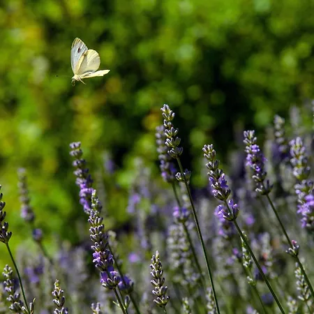 Casasco - By Myhomeincomo